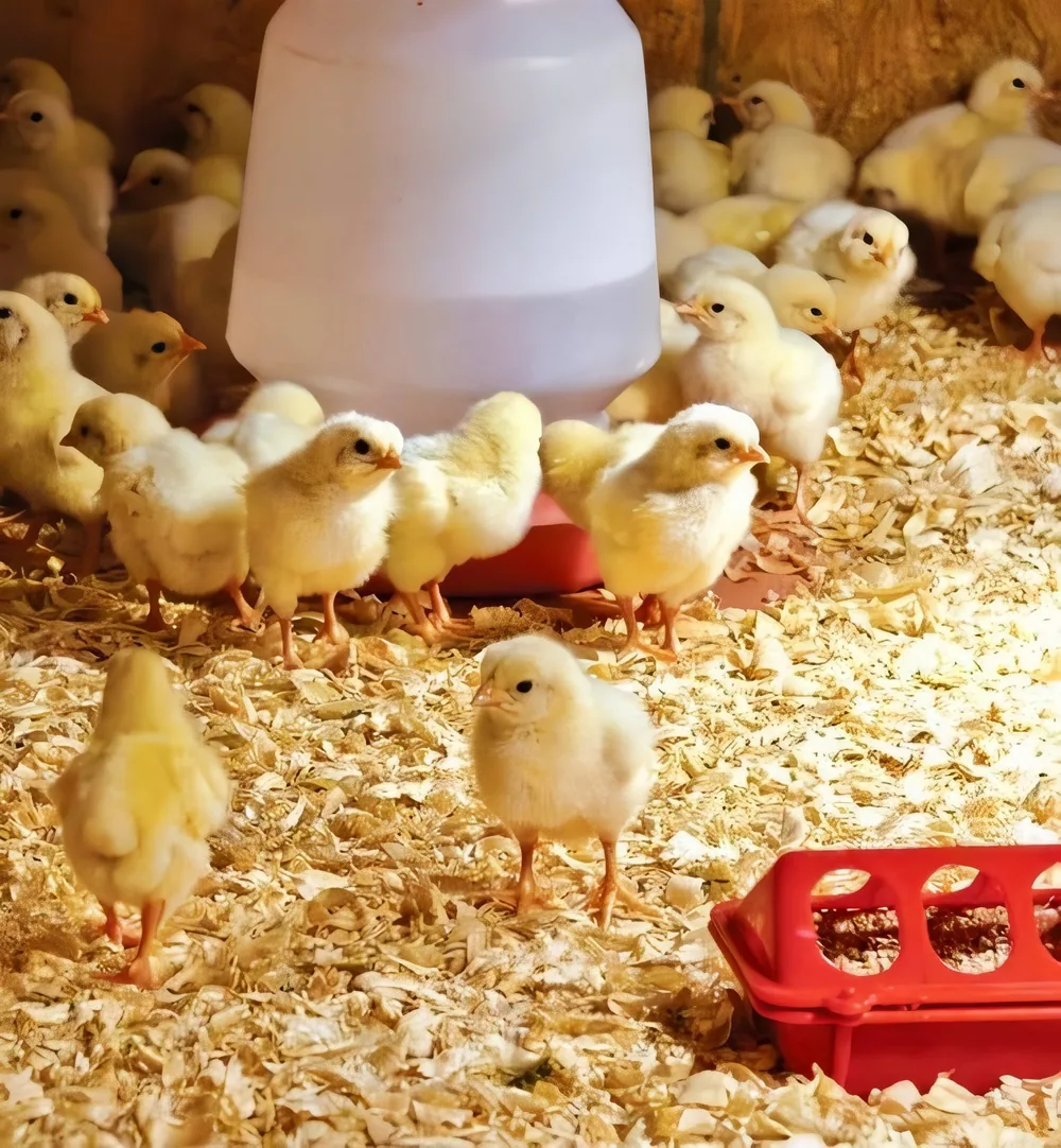 Chicks gathered under a heat lamp in a brooder house