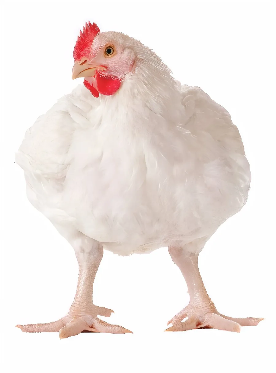 Live broiler chicken ready for sale