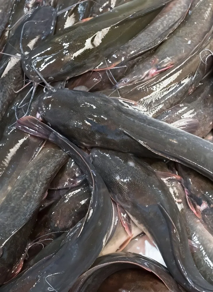 Farmed catfish