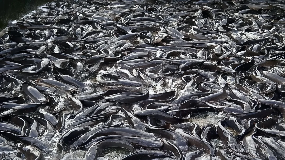 Fresh farmed catfish