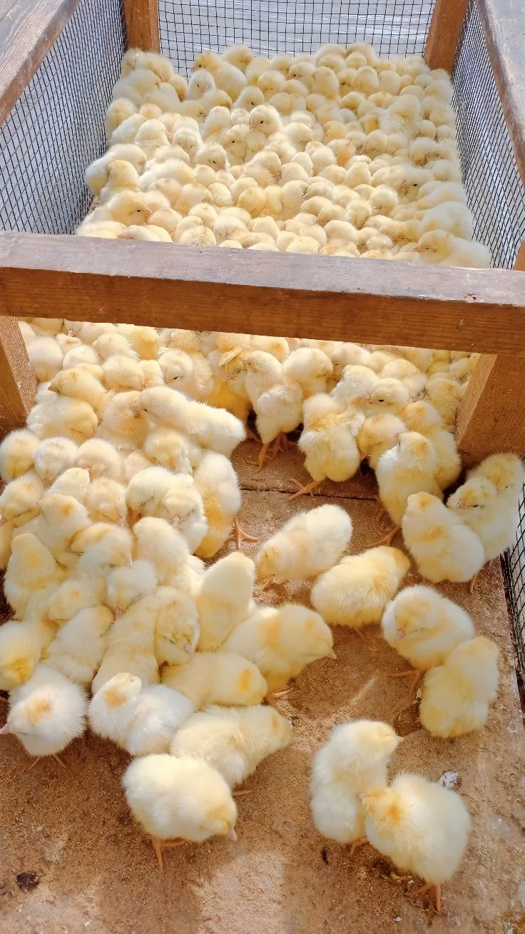 Day-old chicks in a brooder box