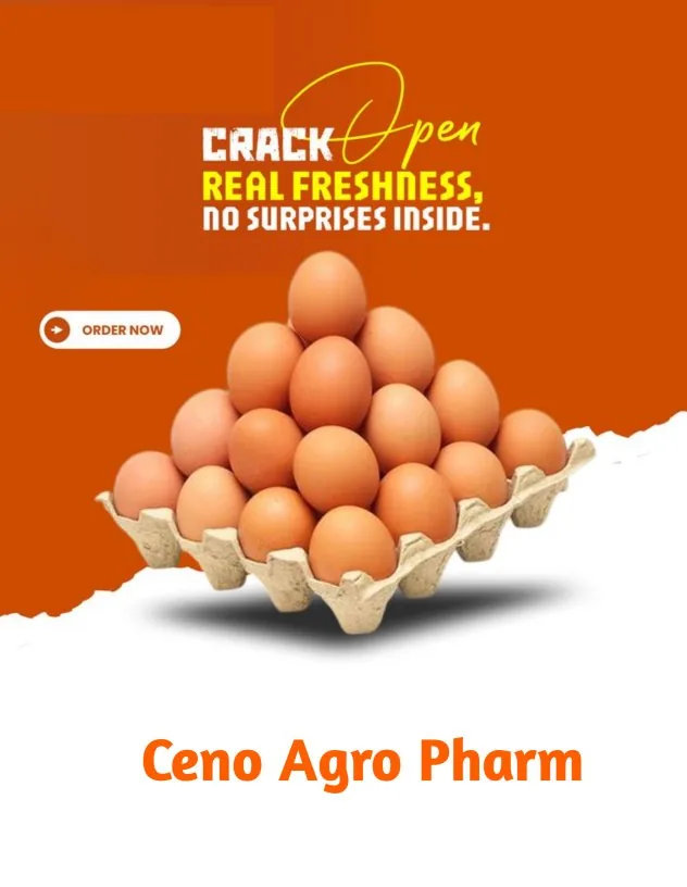 Crates of eggs available for sale