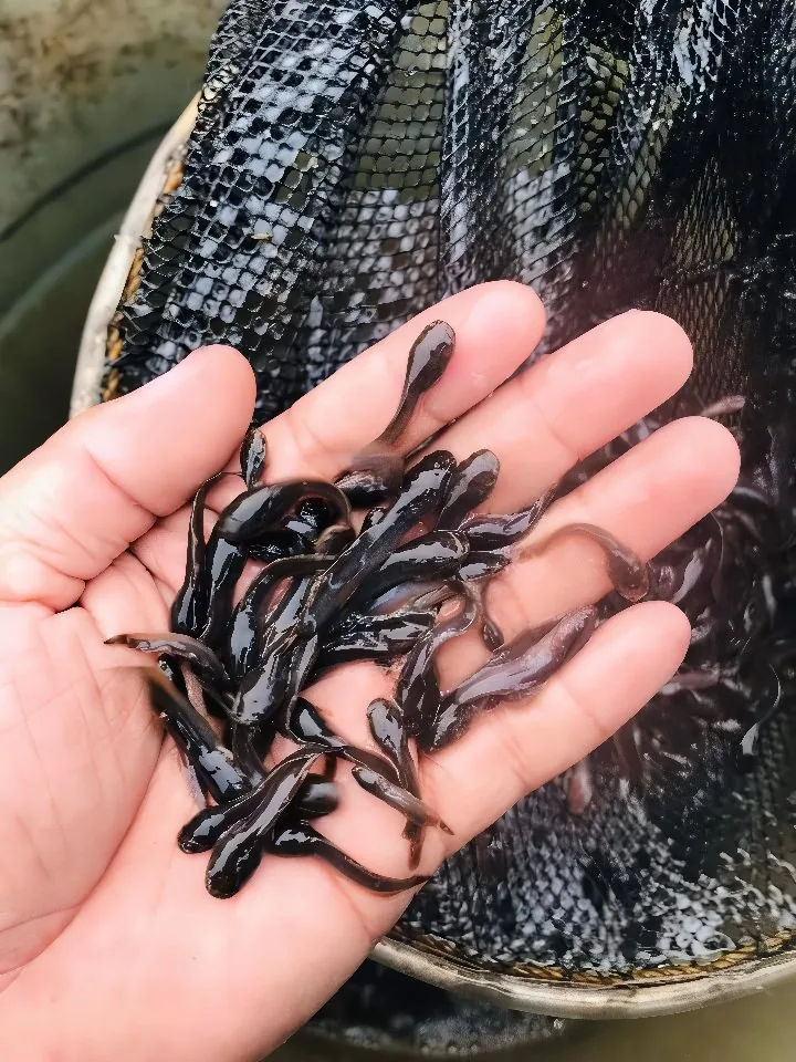 Catfish fingerlings for stocking